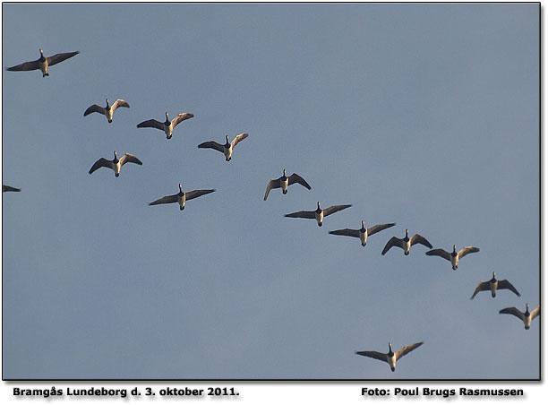 Overflyvende bramgs ved Tange  - Purreskov. Foto Poul Brugs Rasmussen