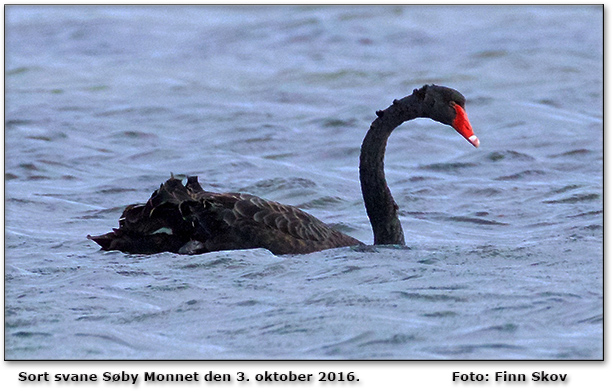 Sort svane Sby Monnet Foto: Finn Skov