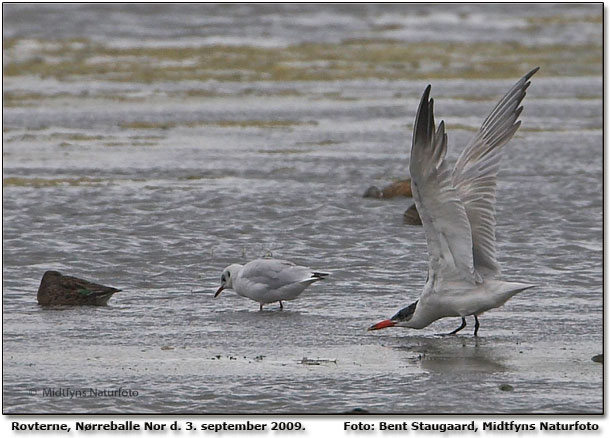 Rovterne ved Nrreballe Nor. Foto: Bent Staugaard Midtfyns Naturfoto