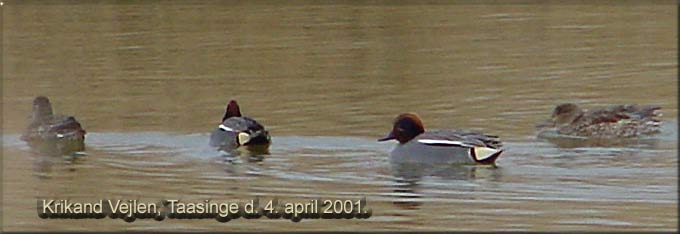 Krikand Vejlen, Taasinge den 4. april 2001. EE-foto