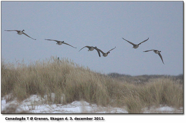 Canadags trkforsgende i snestorm Skagen