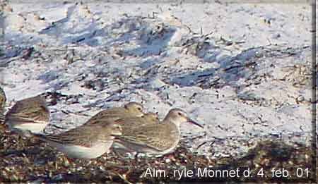 En lille flok p fem Almindelig ryle, Monnet den 4. februar 2001. EE-foto