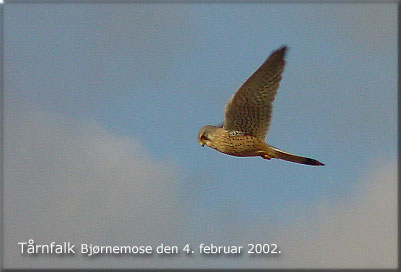 Den ene af trnfalkene ved Bjrnemose fotograferet den 4. februar 2002.