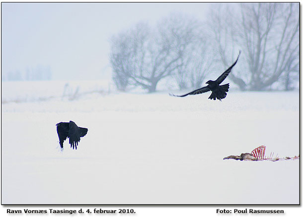 Ravne Vorns                   Foto: Poul Rasmussen