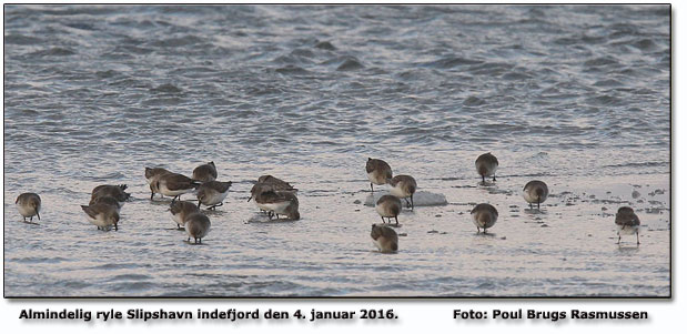 Almindelig ryle Slipshavn Foto: Poul Brugs Rasmussen