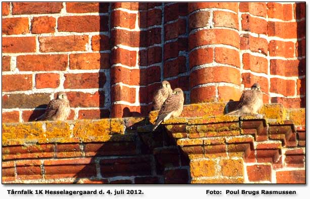 4 tårnfalkeunger på Hesselagergård fotograferet af Poul Brugs Rasmussen