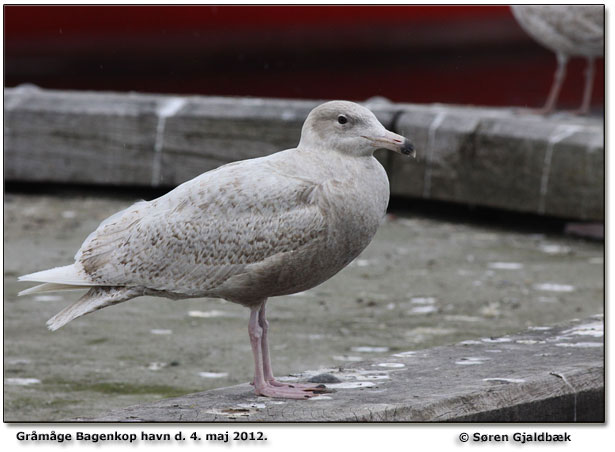 Grmge Bagenkop Havn Foto: Sren Gjaldbk