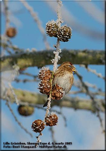 Lille Grsisken (Carduelis cabaret)