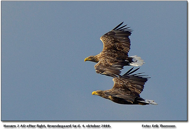 Havrneparret, der tilbage efter og have fordrevet en anden havrn 2K  vk fra omrdet, men den er strk og giver ikke op overnatter i omrdet. Foto: Erik Thomsen