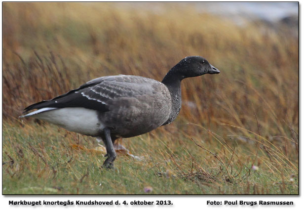 Mrkbuget knortegs "skadet" Foto: Poul Brugs Rasmussen