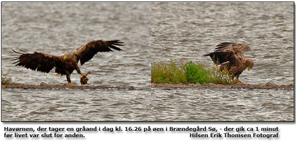 Foto: Erik Thomsen - gammel havrn med bytte