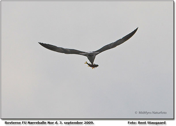 Rovterne ved Nrreballe Nor. Foto: Bent Staugaard Midtfyns Naturfoto