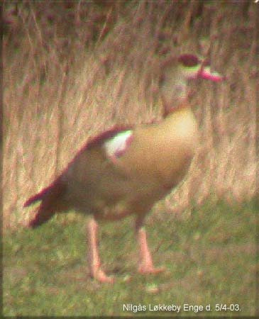 Nilgs, Lkkeby Enge d. 5. april 03.