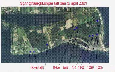 Springfrgklumper talt den 5.april 2001