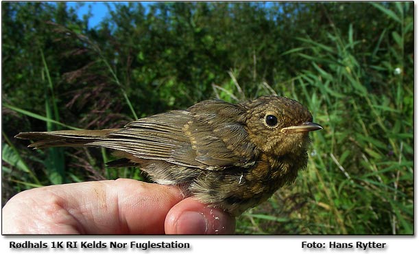 Ung rødhals ringmærket            Foto: Hans Rytter