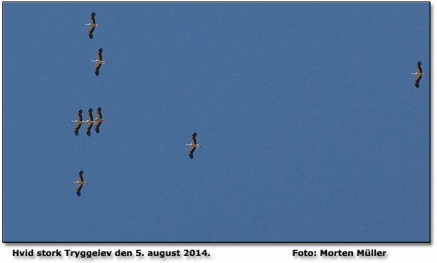 Hvid stork Foto: Morten Mller