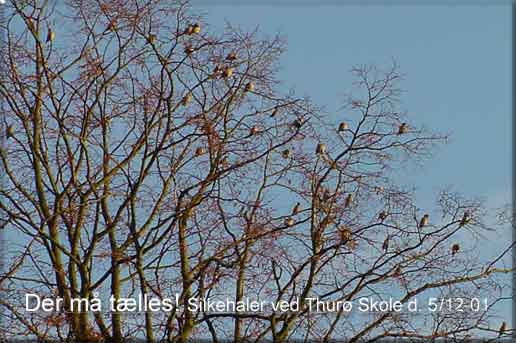 Silkehaler i Lillegårds lindetræ den 5. december 01. Thurø Skole