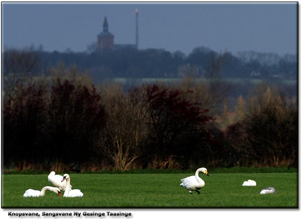 Knopsvaner og Sangsvaner, Ny Gesinge Taasinge