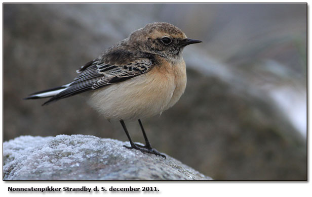 Nonnestenpikker 1K han Strandby d. 5. december 2011.