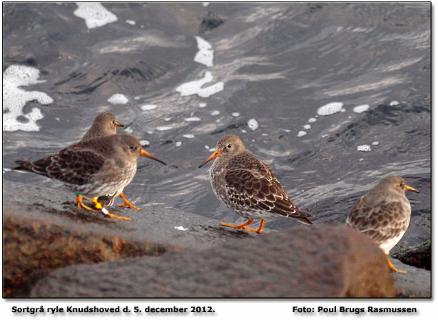 Sortgr ryle ved Knudshoved. Foto: Poul Brugs Rasmussen