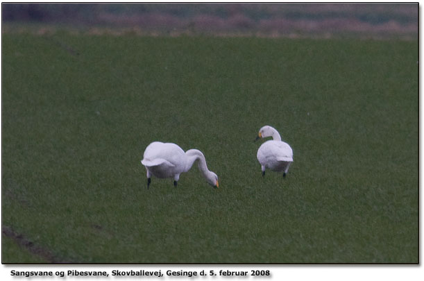 Henrik Knudsen fandt en Pibesvane blandt Sangsvaner og Knopsvaner ved Gesinge