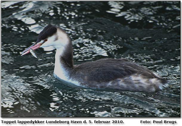 Toppet lappedykker FU Lundeborg Havn. Foto: Poul Brugs Rasmussen