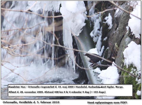 Vandstær ved Ortemølle fotograferet d. 5. februar 2010. Hent data om ringmærkningen. Tak til Hans Rytter.