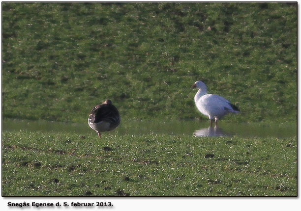 Snegs Egense d. 5. februar 2013