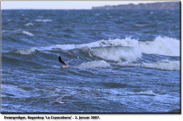 Dvrgmger nord for Bagenkop havn