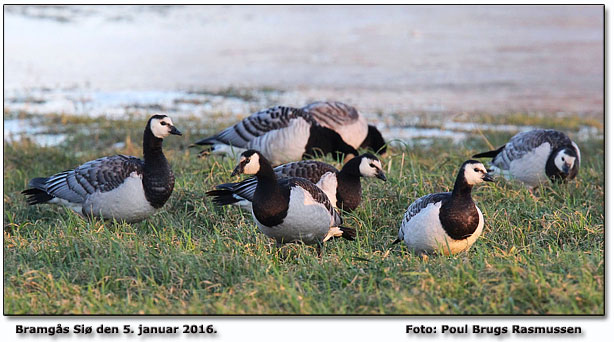 Bramgs Foto: Poul Brugs Rasmussen