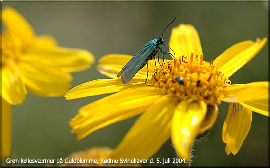 Procris statices p Arnica montana