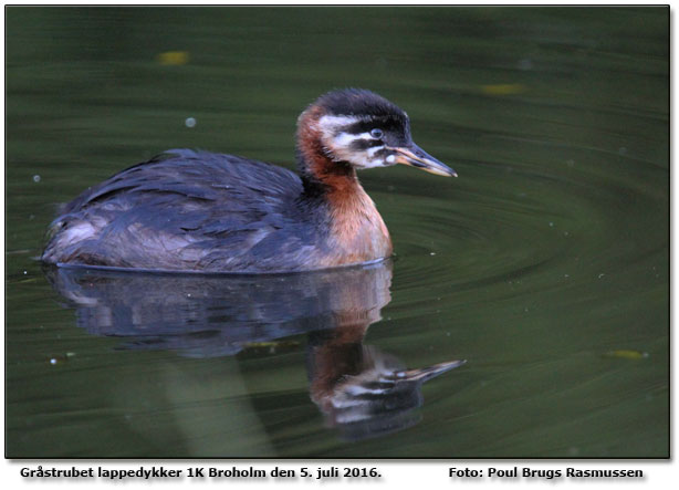 Unge af Grstrubet lappedykker       Foto: Poul Brugs Rasmussen