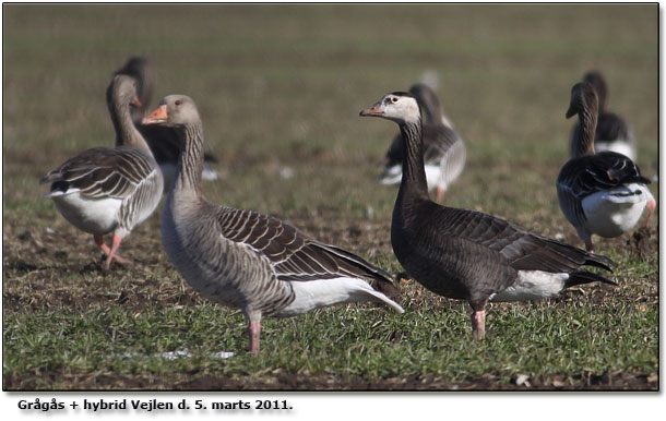 Hybriden p Taasinge - Grgs x Canadags?