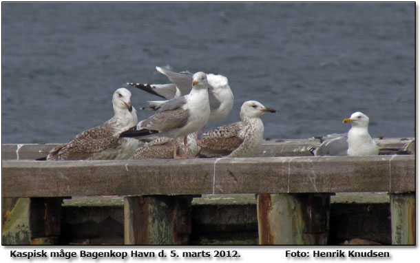 Kaspisk mge Bagenkop Havn. Foto: Henrik Knudsen