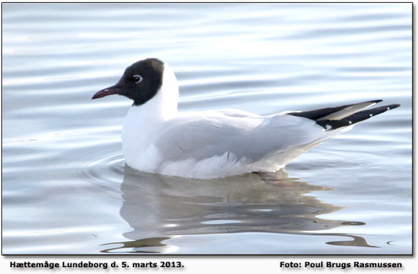 Httemge nu med htte. Foto: Poul Brugs Rasmussen