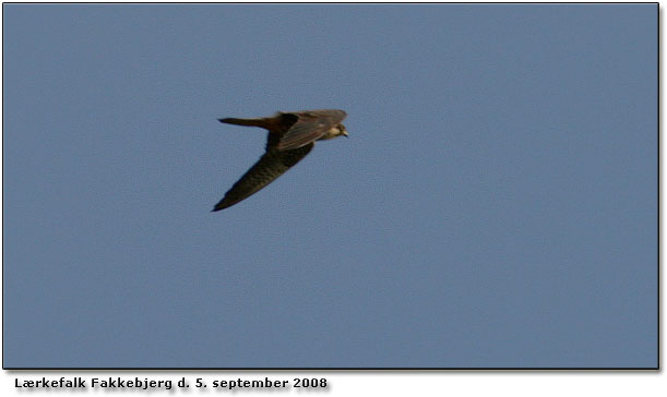 Lrkefalk over Fakkebjerg d. 5. sep. 08