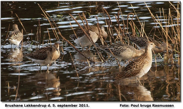 Brushns ved Lakkendrup. Foto: Poul Brugs Rasmussen