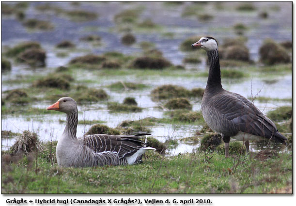 Hybrid fugl sammen med Grgs - de danner par