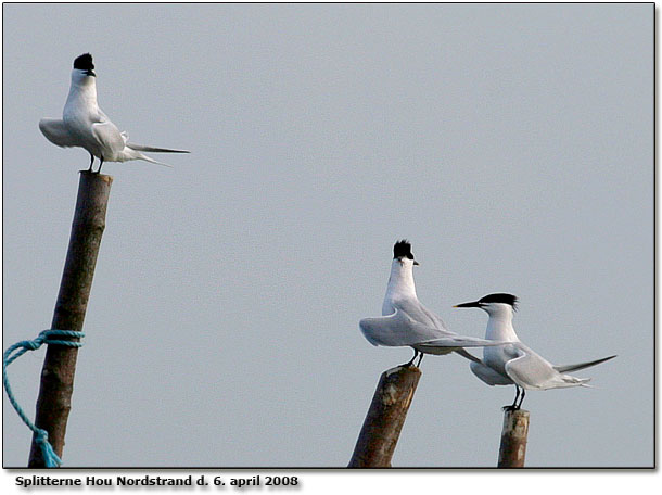 Splitterner ved Hou Nordstrand