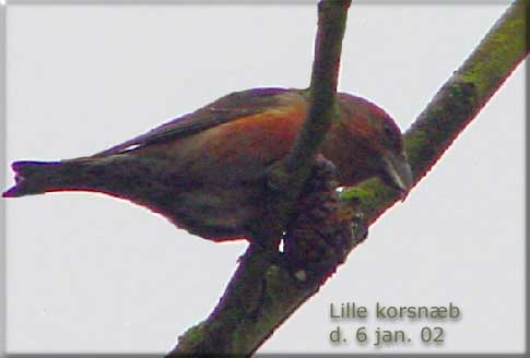 Lille korsnb han Kogtvedvej Svendborg (over for Kogtvedhj). Sndag den 6. januar 2002.