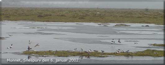 Arkivbillede fra Monnet den 6. januar 2002 med snespurve