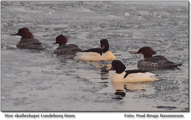 Stor skallesluger fotograferet i lundeborg havn d. 5. januar 2011 af Poul Brugs Rasmussen