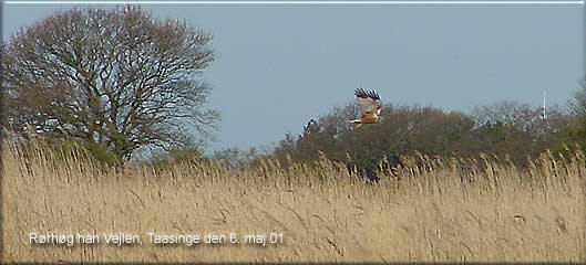 Rrhge hannen fouragerer ved Vejlen Tsinge den 6 . maj 01. EE-foto