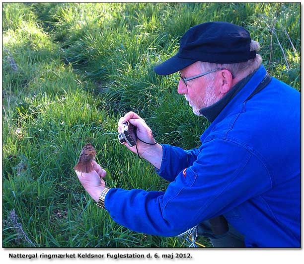 Hans Rytter ringmrker rets frste Nattergal p Keldsnor Fuglestation