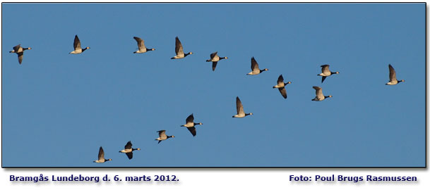 Trkkende bramgs mod N over Lundeborg. Foto: Poul Brugs Rasmussen