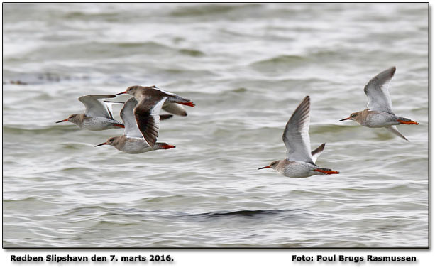 Rdben Foto: Poul Brugs Rasmussen