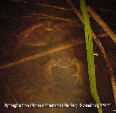 Springfr hannerne kvkker under vandet. Foto taget ved hjlp af lys fra lommelygte