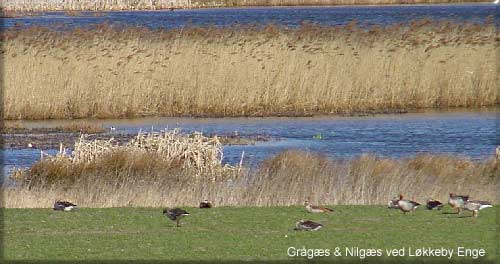 Nilgssene ved Lkkeby Enge