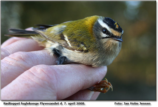 Rdtoppet fuglekonge ringmrket ved Flyvesandet. Foto: Jan Holm Jensen