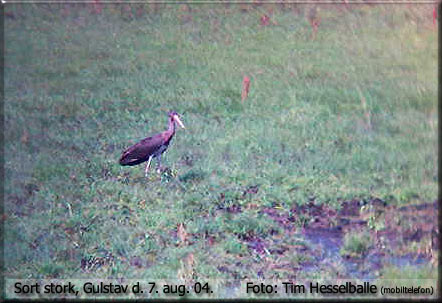 Sort stork korte rast i Gulstav Mose